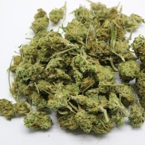 Seaweed Strain cannabis hybrid recreational marijuana states percy hervin marijuan